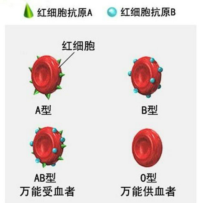 o型血为什么叫熊猫血